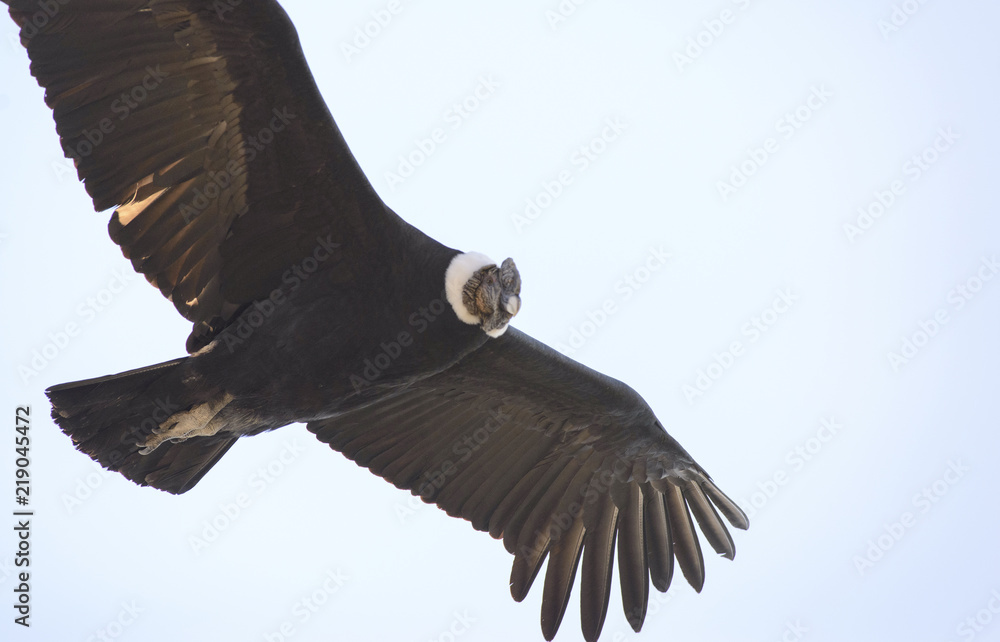Fototapeta premium Condor Andino