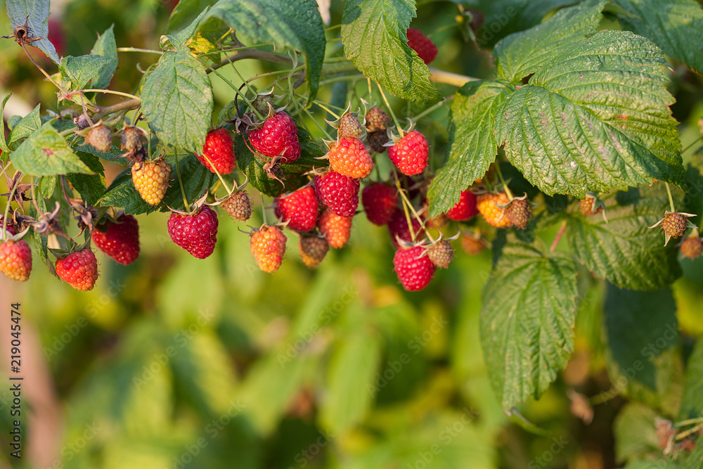 Obraz premium raspberries growing in garden