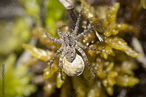 Wolf spider carrying an egg sac on Mt. Sunapee.