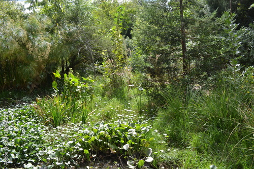 bosque de vegetación verde radiante