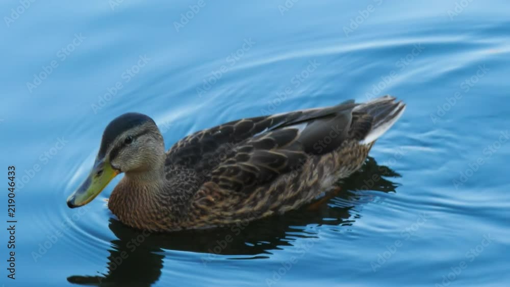 CLOSE UP Of A Beautiful Duck Shaking Its Head At A Lake On A Lovely Summer day In Stockholm, Sweden. Filmed in SLOW MOTION. CLOSE UP Of A Beautiful Duck Shaking Its Head At A Lake On A Lovely Summer day In Stockholm, Sweden. Filmed in SLOW MOTION.