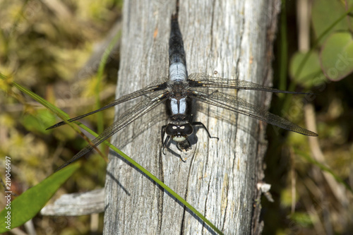 Chalk fronted corporal dragonfly on Mt. Sunapee in New Hampshire.