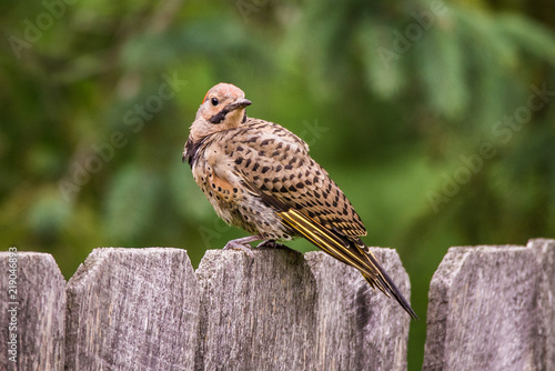 Northern Flicker