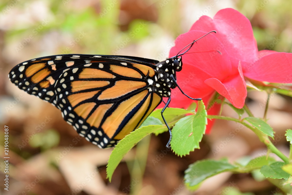 Male Monarch Butterfly on Red Rose Male Monarch Butterfly on Red Rose