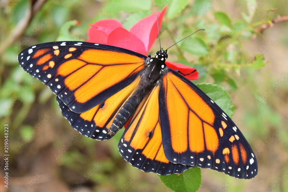 Male Monarch Butterfly on Red Rose Male Monarch Butterfly on Red Rose