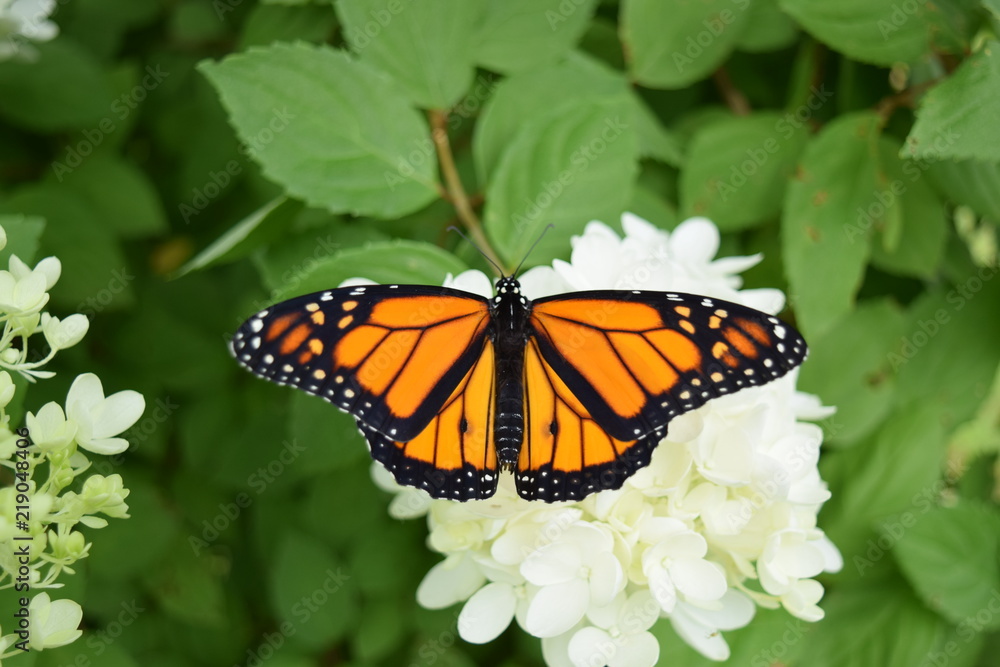 Fototapeta premium Monarch Butterfly