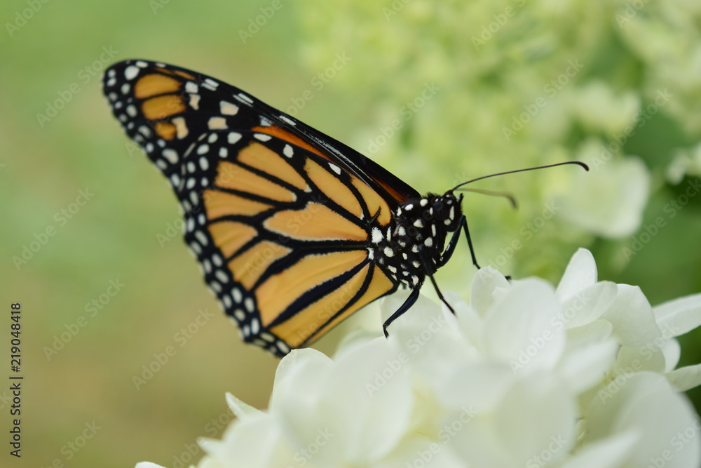 Naklejka premium Monarch Butterfly