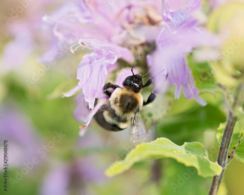 Honeybee (Apis Mallifera) gathering nectar and pollen on flowers.
