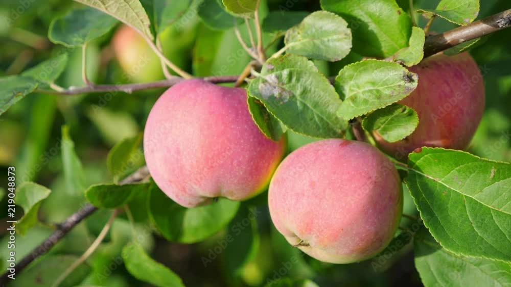 Ripe apples growing on tree at the garden Ripe apples growing on tree at the garden
