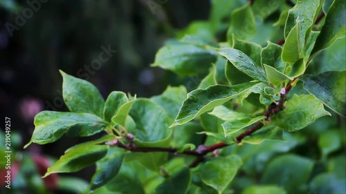 Wallpaper Mural Detail of magnolia leaves in rain Torontodigital.ca