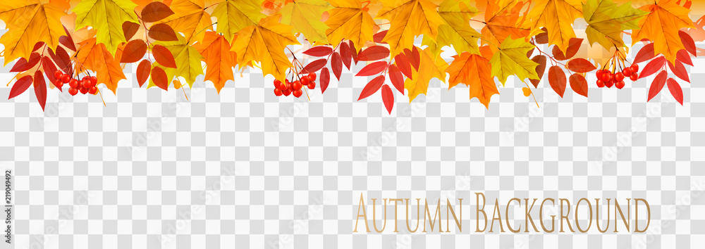 Fototapeta Abstrakcjonistyczna jesieni panorama z kolorowymi liśćmi na przejrzystym tło wektorze