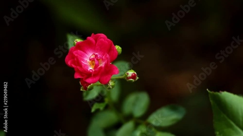 Wallpaper Mural Little red rose bloom in detail Torontodigital.ca