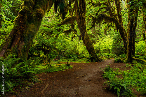 Hoh Rainforest