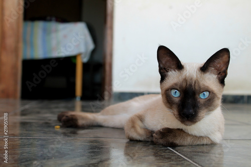 cat model