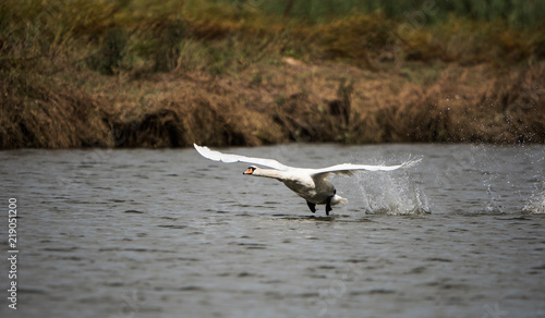 Mute Swan, Swans, Cygnus olor