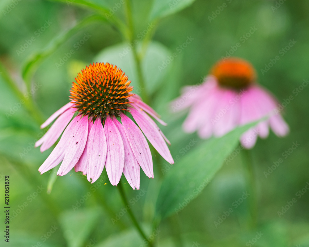 Pale purple echinacea purpurea flowering perennial plant from Asteraceae family. Eastern purple coneflower in bloom. Pale purple echinacea purpurea flowering perennial plant from Asteraceae family. Eastern purple coneflower in bloom.
