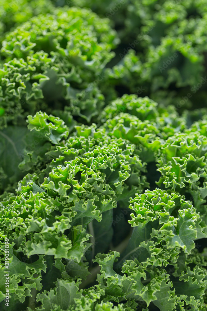 fresh kale close up fresh kale close up
