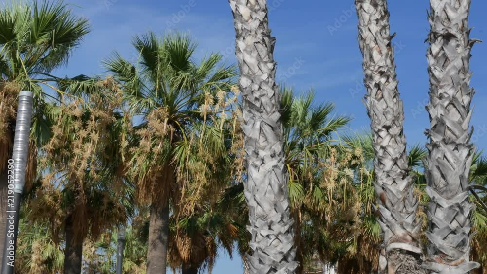 Beach with palm trees, at mediterranean sea Beach with palm trees, at mediterranean sea