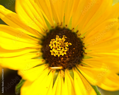 Blooming Compass perennial plant  from Aster family  Asteraceae . Silphium laciniatum. Native to North America.