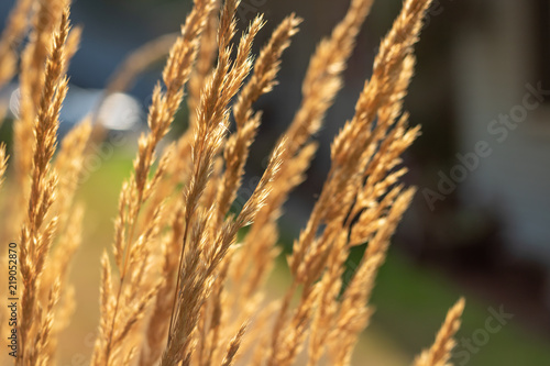 Golden Feather Reed Grass with a Blurred Background