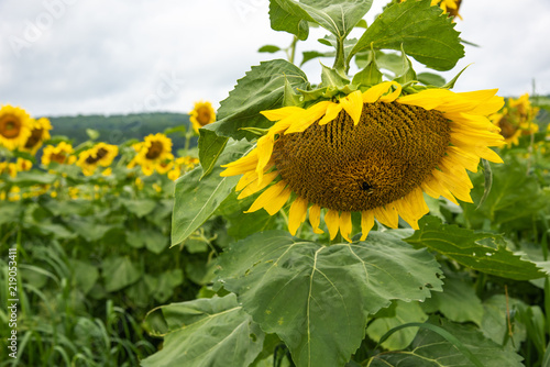 Fototapeta Naklejka Na Ścianę i Meble -  Sunflower blooming in front of sunflower field