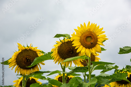 Fototapeta Naklejka Na Ścianę i Meble -  Group of several sunflowers with bees on it