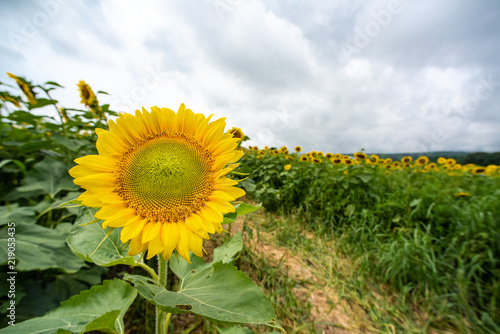 Fototapeta Naklejka Na Ścianę i Meble -  Sunflower blooming in front of sunflower field
