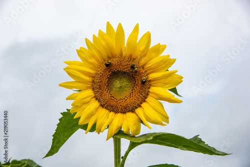 Close up on Sunflower polinated by bees