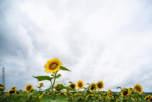 Fototapeta Naklejka Na Ścianę i Meble -  Sunflower blooming in front of sunflower field under stormy sky