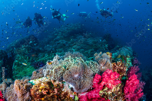 Fototapeta Naklejka Na Ścianę i Meble -  SCUBA divers swimming past colorful tropical fish on a warm water coral reef