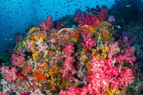 Tropical fish swimming around a beautiful, colorful coral reef
