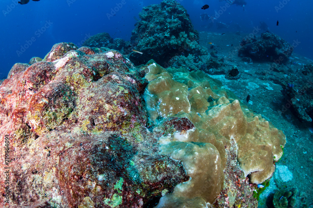 Bleached and dying hard corals on a badly damaged tropical coral reef in Asia