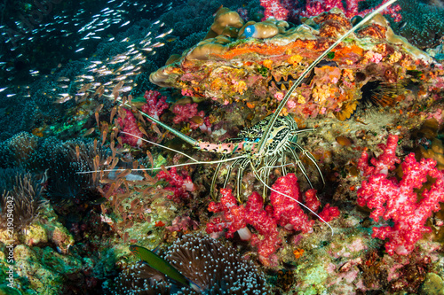 A Spiny Lobster hiding in a hole on a tropical coral reef in Thailand