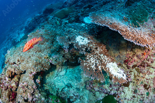 Hard corals  on a tropical reef starting to bleach themselves white and die due to warming sea temperatures © whitcomberd