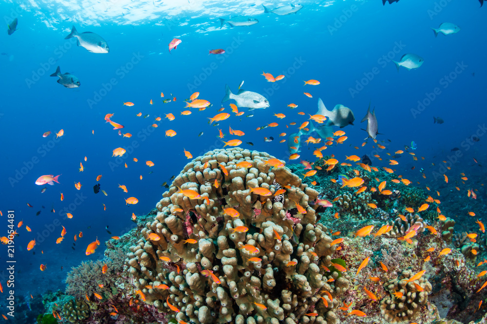 Fototapeta premium Colorful tropical fish swarming around hard and soft corals on a tropical reef in Thailand