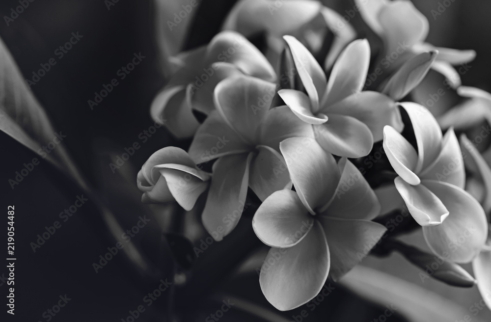 Plumeria Plumeria