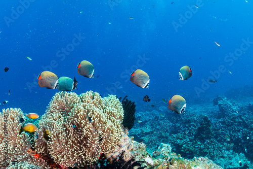 Fototapeta Naklejka Na Ścianę i Meble -  Colorful tropical fish swarming around hard and soft corals on a tropical reef in Thailand