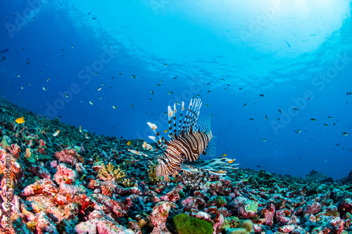 Predatory Lionfish hunting on a dark tropical coral reef in Thailand