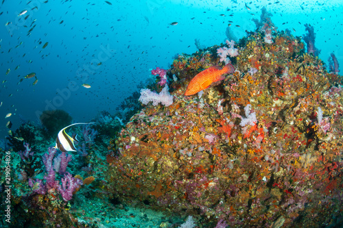 Fototapeta Naklejka Na Ścianę i Meble -  Colorful tropical fish swimming around a tropical coral reef in the Similan Islands, Thailand
