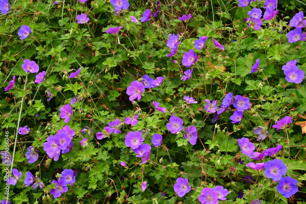 Beautiful purple flowers in the garden Beautiful purple flowers in the garden