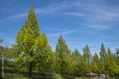 Metasequoia row of trees and blue sky,Shikoku,Japan