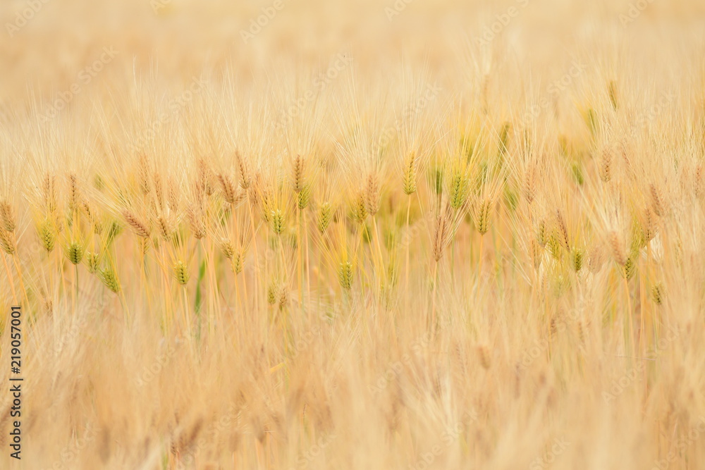 麦畑 麦畑