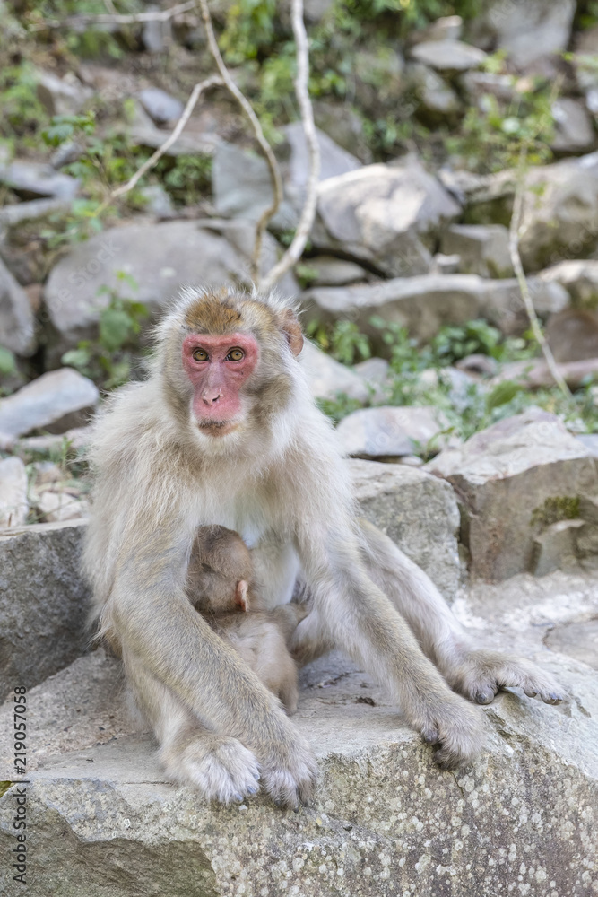 Jigokudani Monkey Park , monkeys bathing in a natural hot spring at Nagano , Japan Jigokudani Monkey Park , monkeys bathing in a natural hot spring at Nagano , Japan