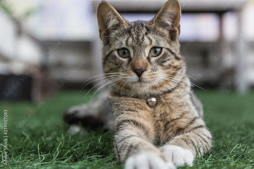 Fototapeta premium cat looking play