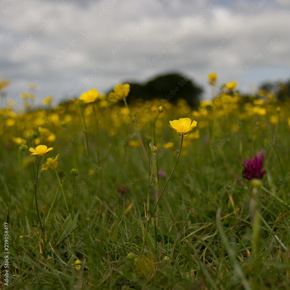 Meadow of spring flowers in English countryside 