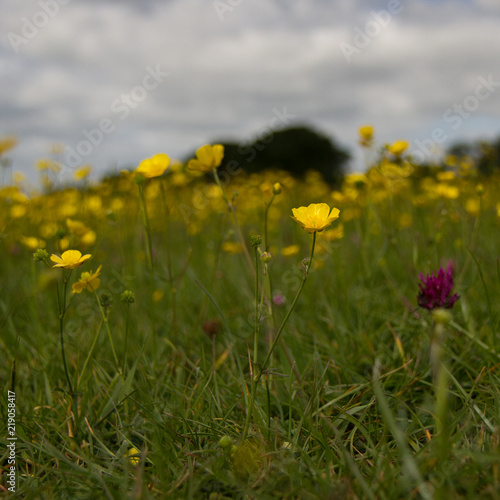 Meadow of spring flowers in English countryside 