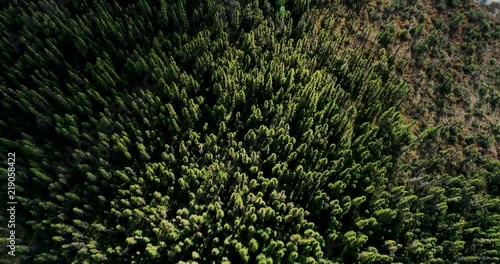 4K Aerial Shoot from Canada's Forest photo