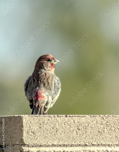 Little bird on a concrete block wall