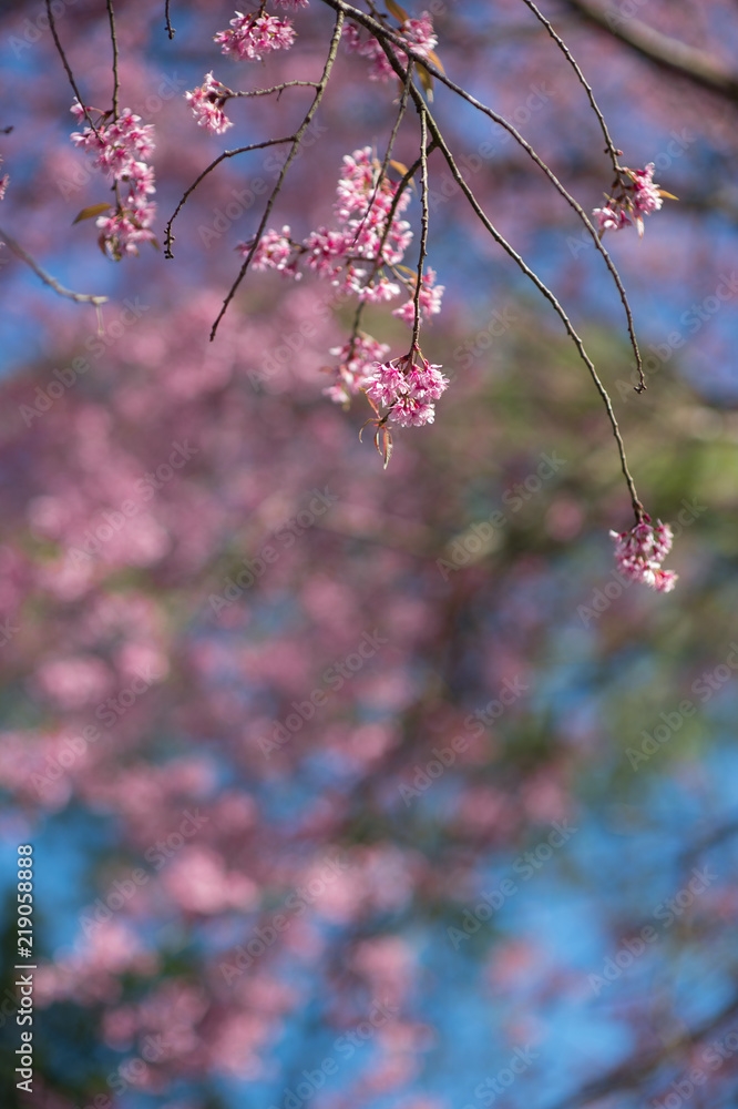 View of beautiful pink sakura blooming on brunch with blue sky