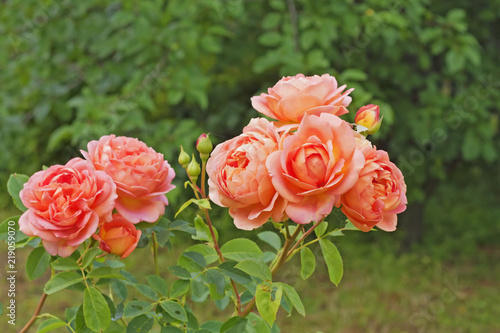 Branch of an English roses " Lady of Shalott " in garden. The orange roses of nursery David Austin Roses, England. 